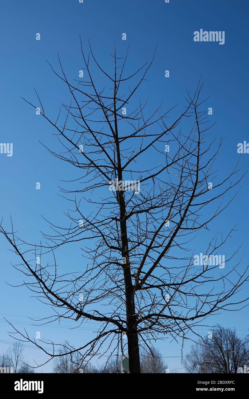 Arbre de biloba de Ginkgo en hiver Banque D'Images