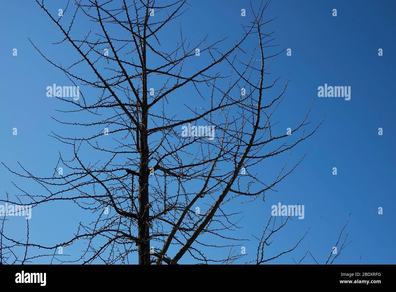 Arbre de biloba de Ginkgo en hiver Banque D'Images