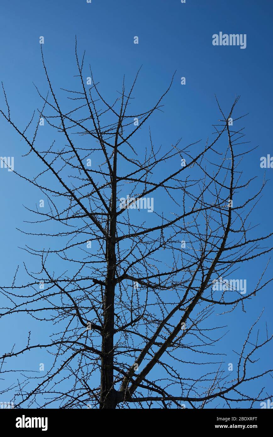Arbre de biloba de Ginkgo en hiver Banque D'Images