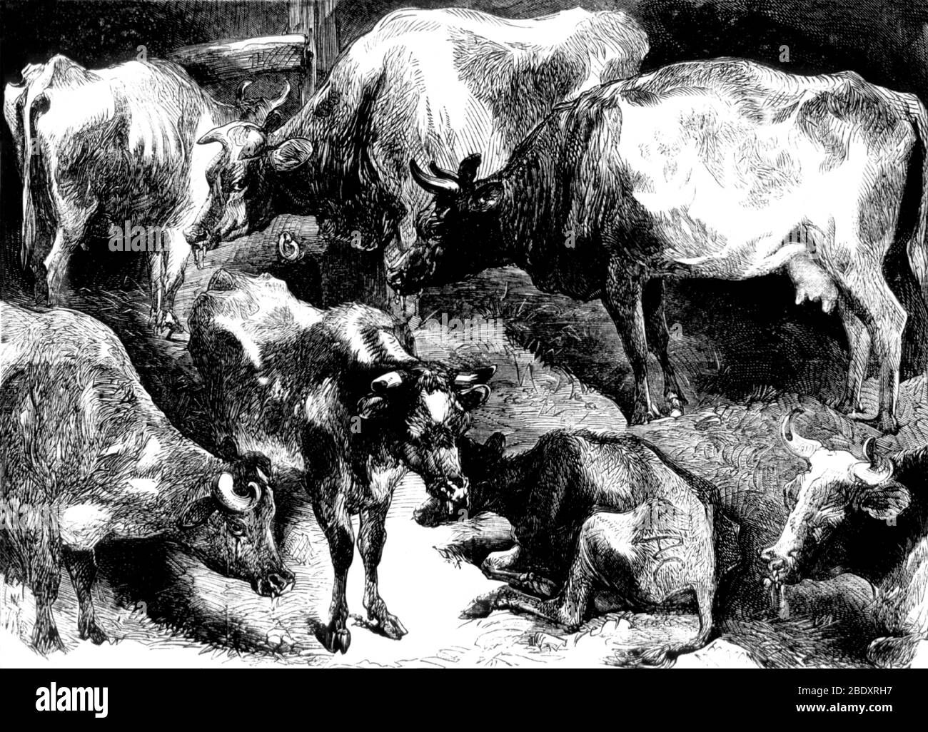 Éclosion de peste bovine, Cattle Plague, 1865 Banque D'Images