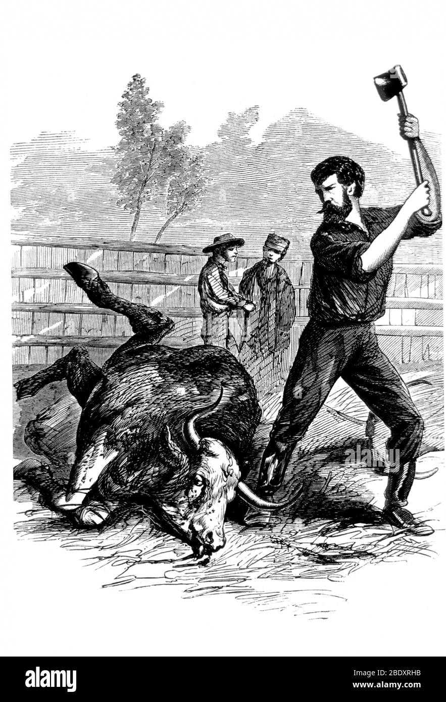 Éclosion de peste bovine, Cattle Plague, 1868 Banque D'Images