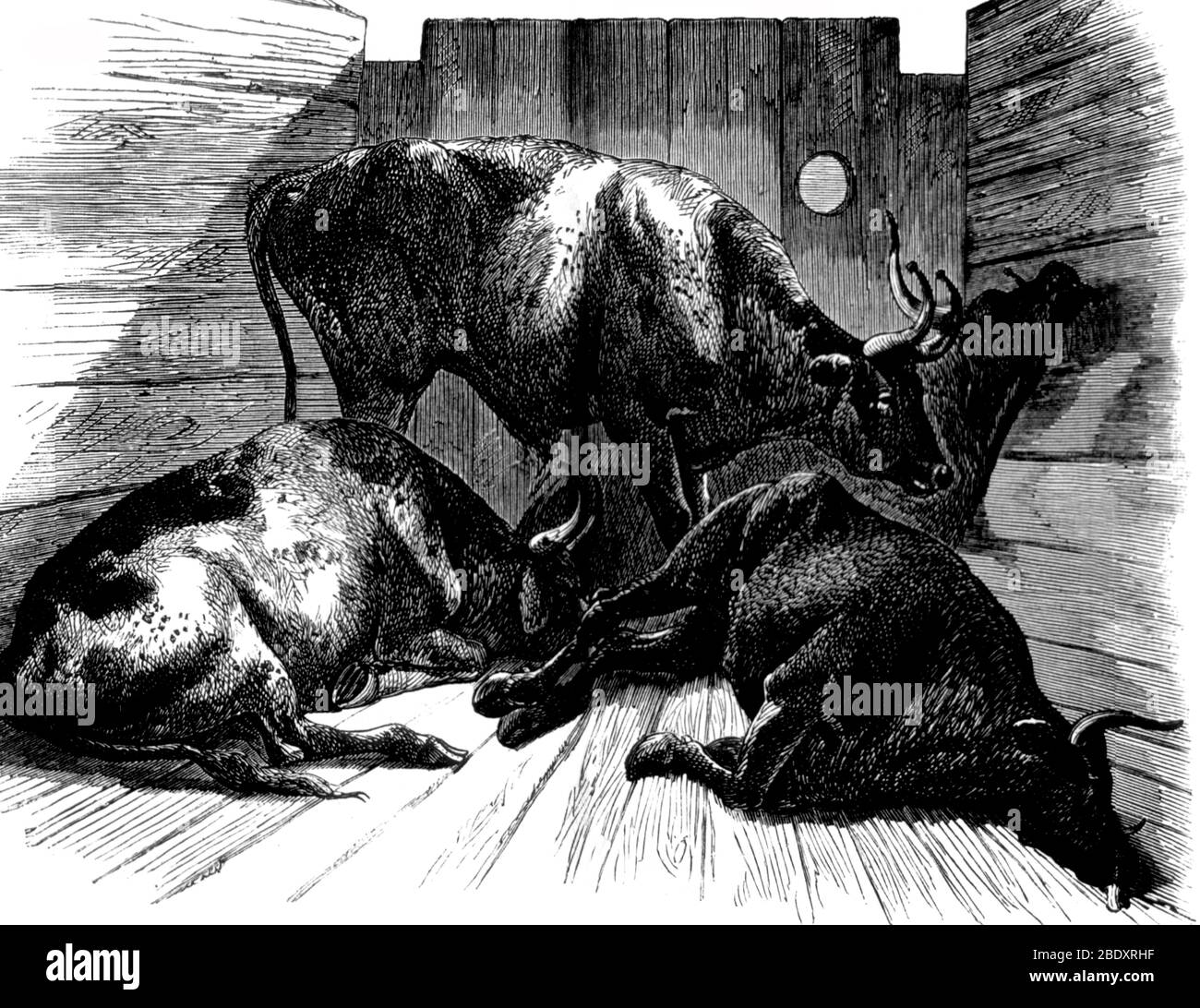 Éclosion de peste bovine, Cattle Plague, 1868 Banque D'Images