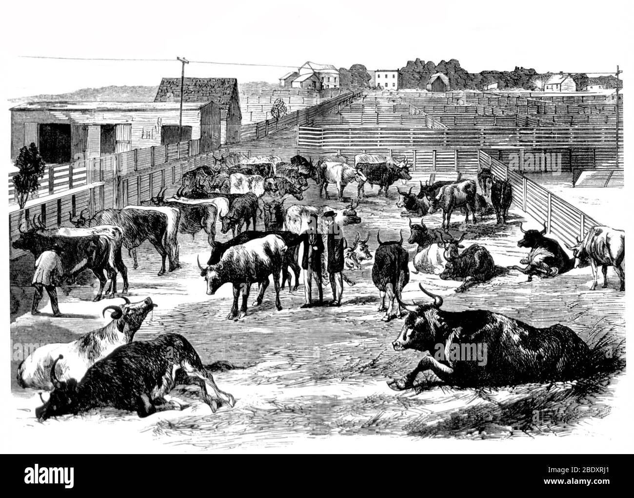 Éclosion de peste bovine, Cattle Plague, 1868 Banque D'Images