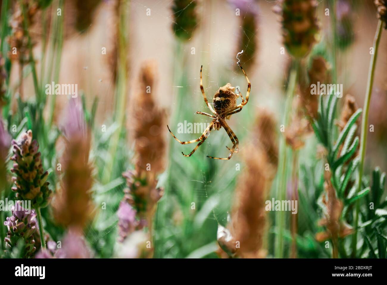 Silver Spider au jardin dans Macro gros plan avec fond clair contre les plantes de lavande. Araignée commune au Brésil. - Argiope argentata - Aranha de prat Banque D'Images