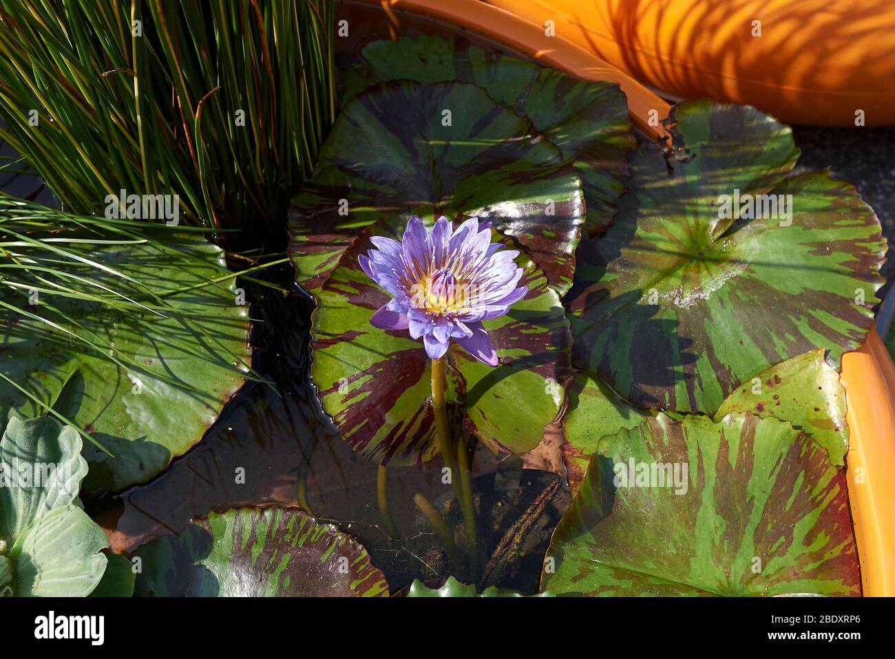 Nymphée nouchali fleur pourpre et feuillage coloré Banque D'Images