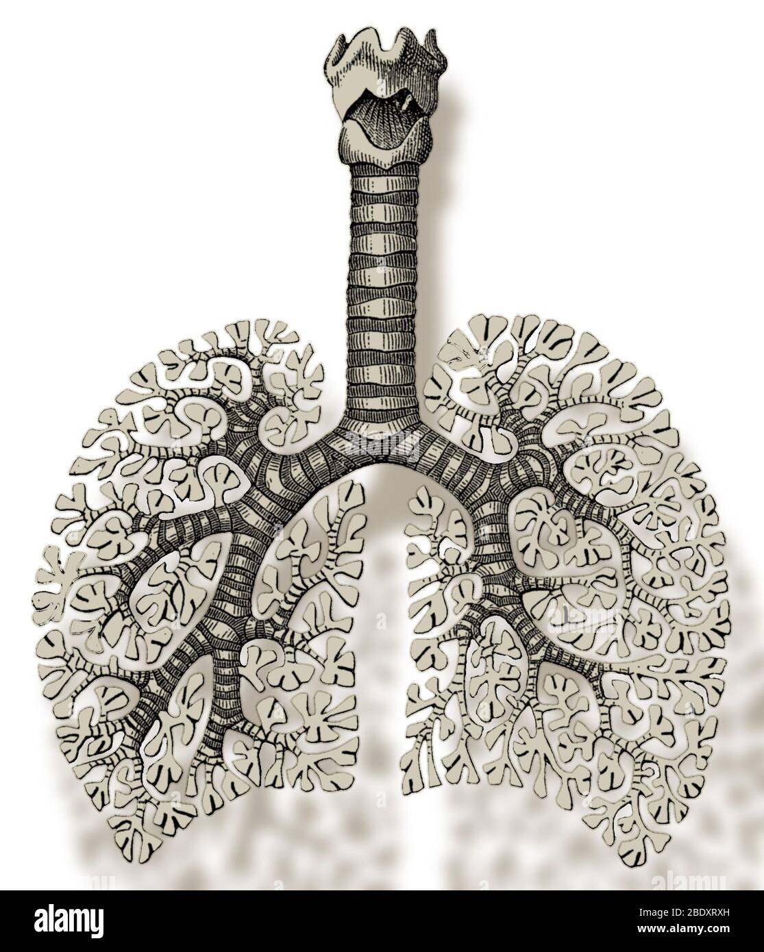 Trachée, bronchioles et alvéoles Banque D'Images