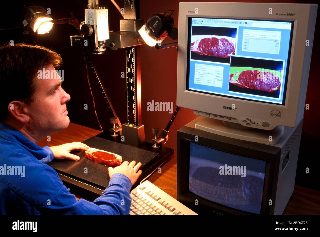 USDA Grading System, échantillons de Steak Banque D'Images