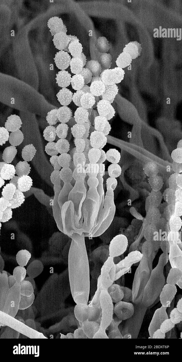 Penicillium, SEM Banque D'Images