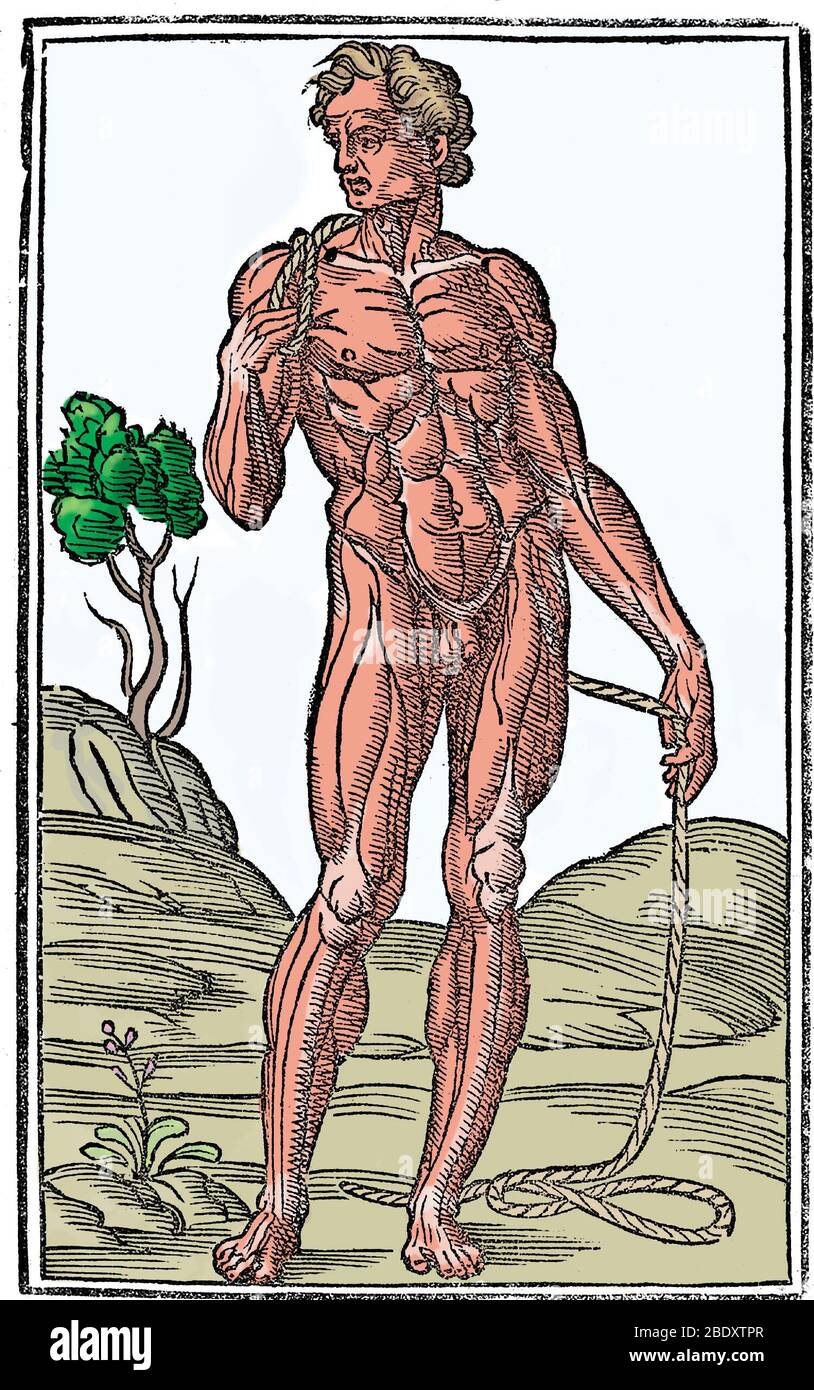 Illustration anatomique historique Banque D'Images