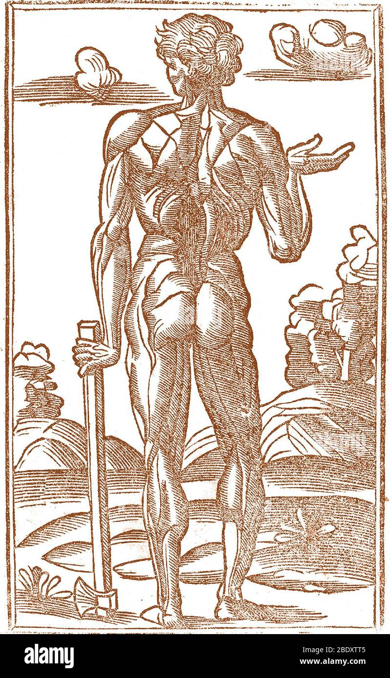 Illustration anatomique historique Banque D'Images