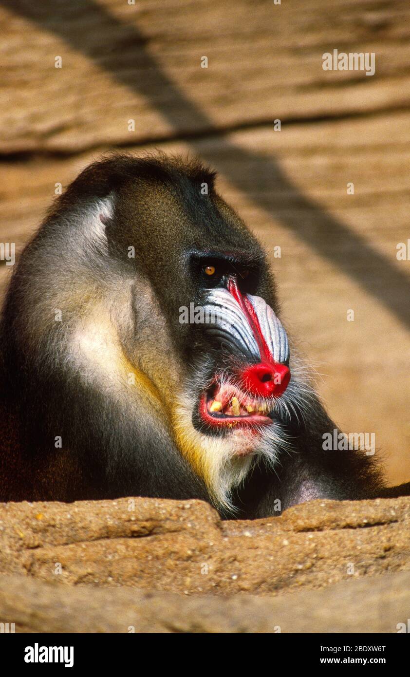 Affichage agressif Mandrill Banque D'Images