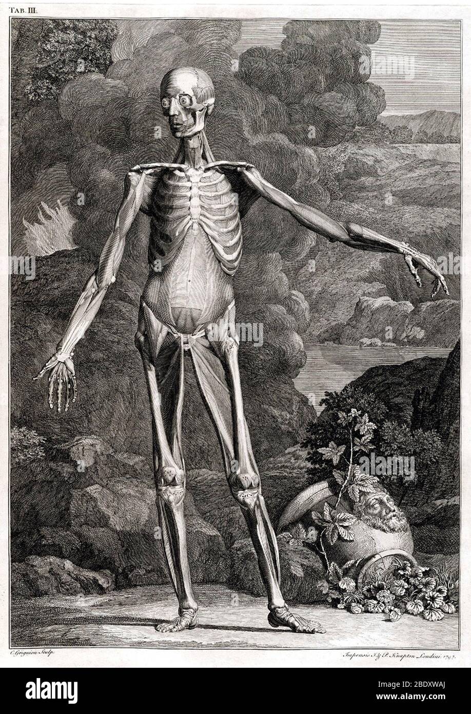 Gravure anatomique du XVIIIe siècle Banque D'Images