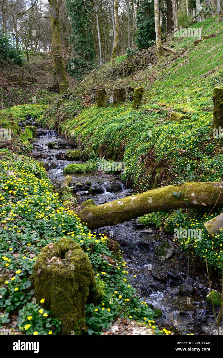 FICAARIA verna,moindre celandine,pilewort,fleurs jaunes,floraison,printemps,profuse,profusion,côté rivière,à côté de la rivière,rive de la rivière,ruisseau,jardin boisé,woo Banque D'Images