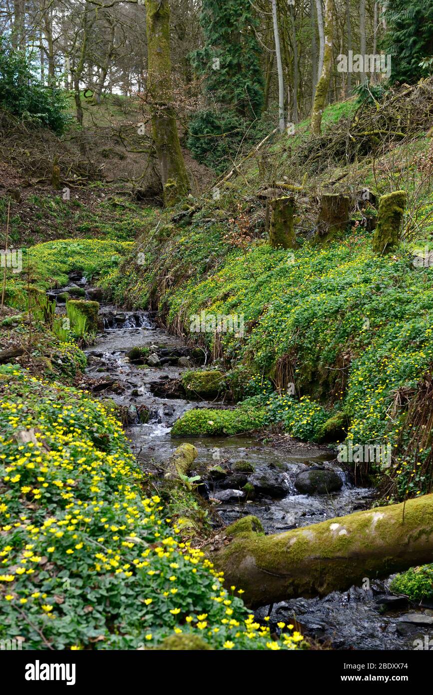 FICAARIA verna,moindre celandine,pilewort,fleurs jaunes,floraison,printemps,profuse,profusion,côté rivière,à côté de la rivière,rive de la rivière,ruisseau,jardin boisé,woo Banque D'Images