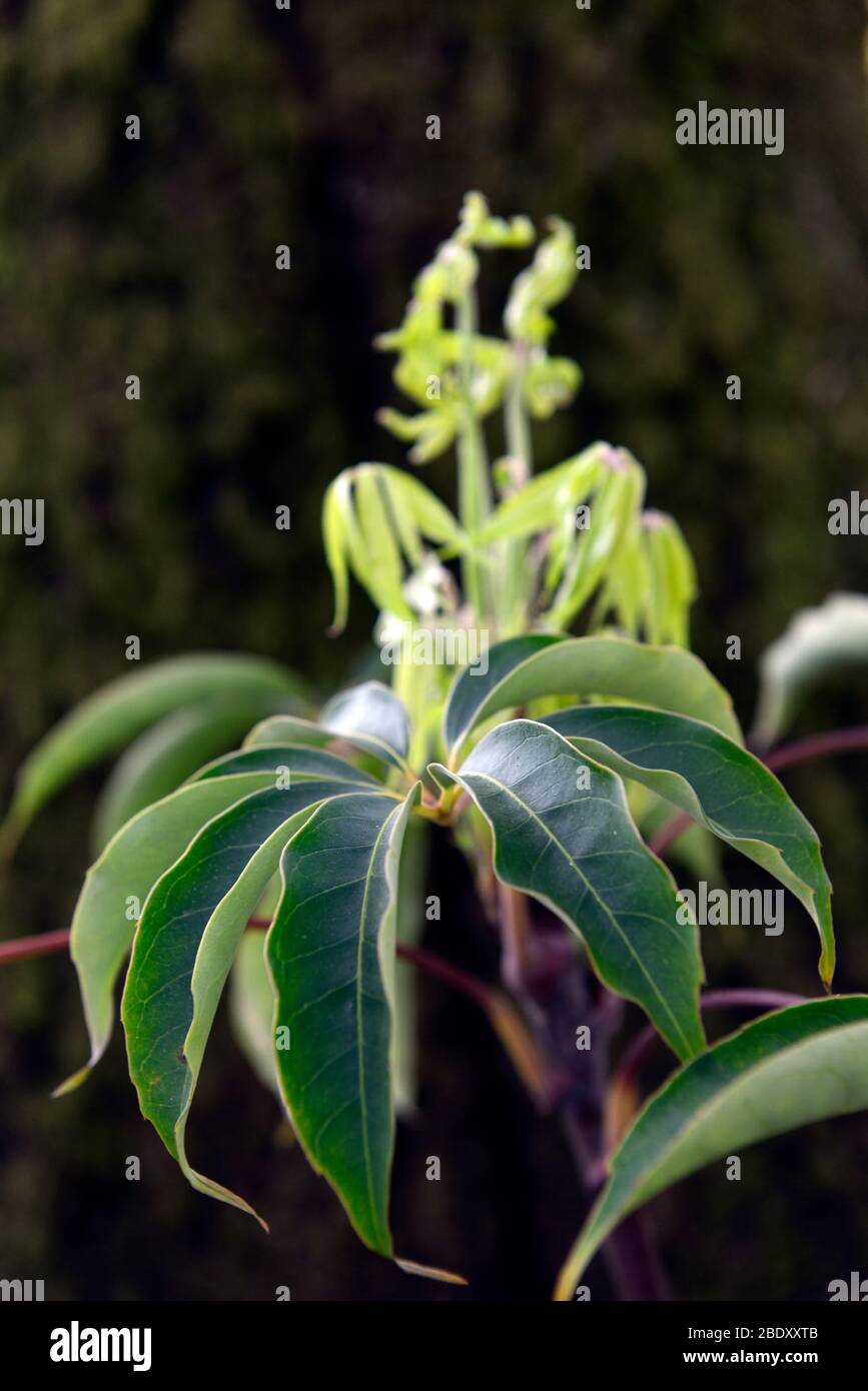 Schefflera shwaliensis,feuilles attrayantes,feuillage vert,arbre tropical,arbuste,arbustes,jardin,jardins,feuilles brillantes,RM floral Banque D'Images Schefflera shwaliensis,feuilles attrayantes,feuillage vert,arbre tropical,arbuste,arbustes,jardin,jardins,feuilles brillantes,RM floral Banque D'Images