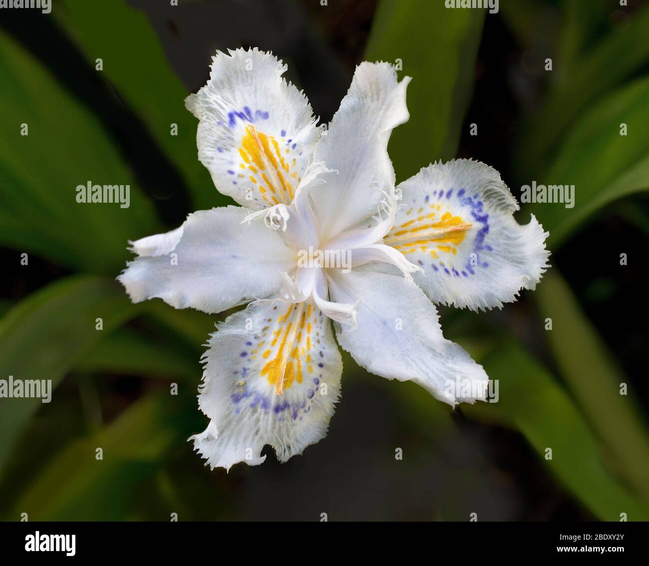 Fleurs de Iris japonica Variegata Photo Stock - Alamy Fleurs de Iris japonica Variegata Photo Stock - Alamy