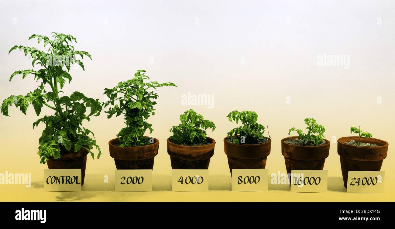 Plantes de rayonnement et de tomate Banque D'Images