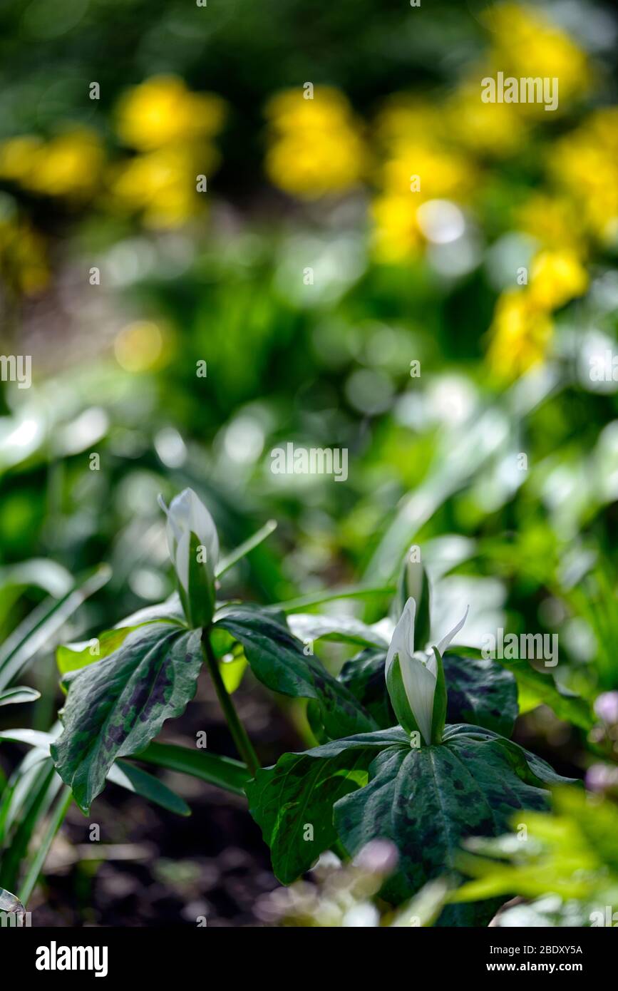 Trillium albidum,fleurs de printemps blanches,fleurs,fleurs,printemps,ombre,ombre,ombre,ombre,bois,bois,boisé, Banque D'Images Trillium albidum,fleurs de printemps blanches,fleurs,fleurs,printemps,ombre,ombre,ombre,ombre,bois,bois,boisé, Banque D'Images
