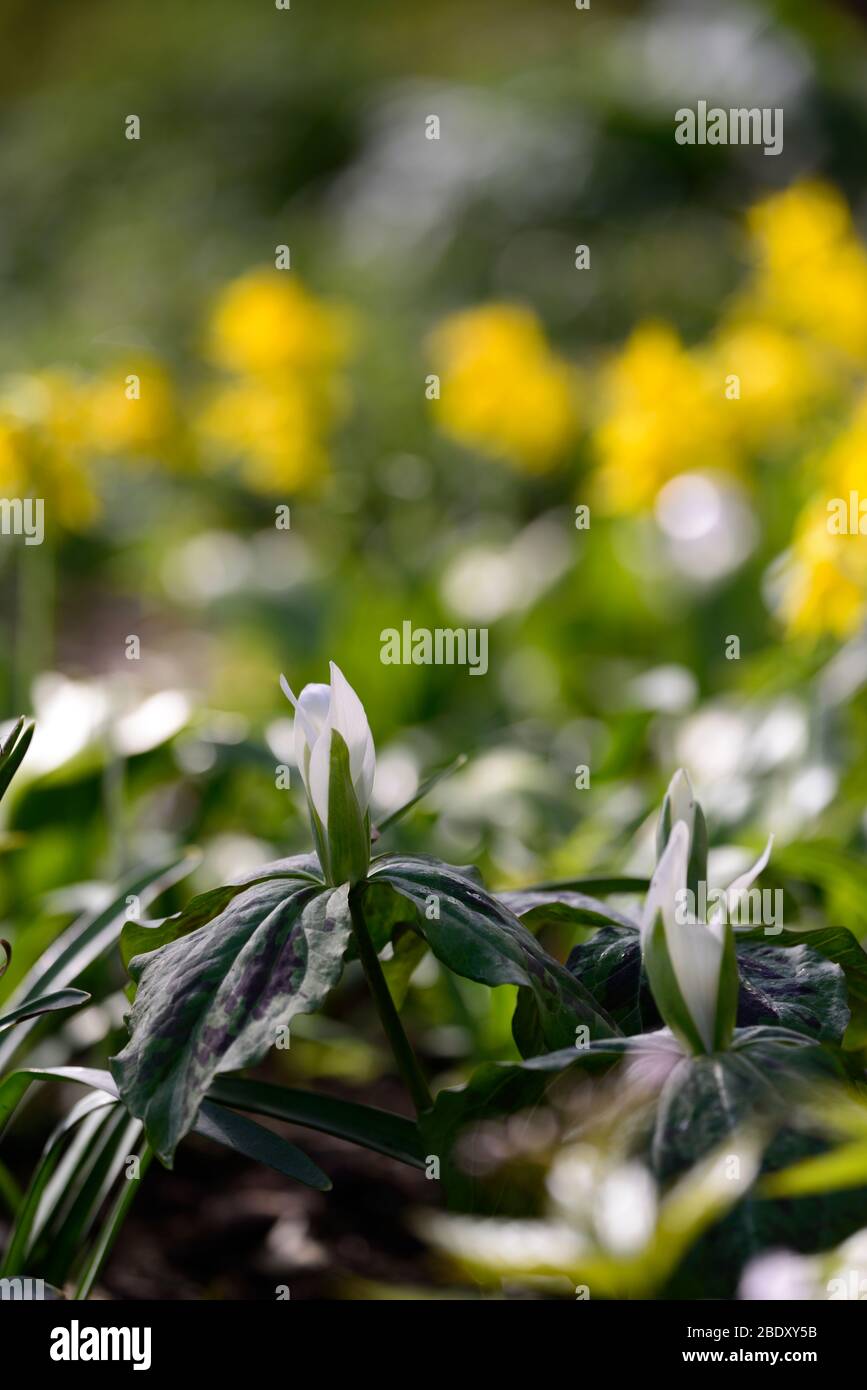 Trillium albidum,fleurs de printemps blanches,fleurs,fleurs,printemps,ombre,ombre,ombre,ombre,bois,bois,boisé, Banque D'Images Trillium albidum,fleurs de printemps blanches,fleurs,fleurs,printemps,ombre,ombre,ombre,ombre,bois,bois,boisé, Banque D'Images