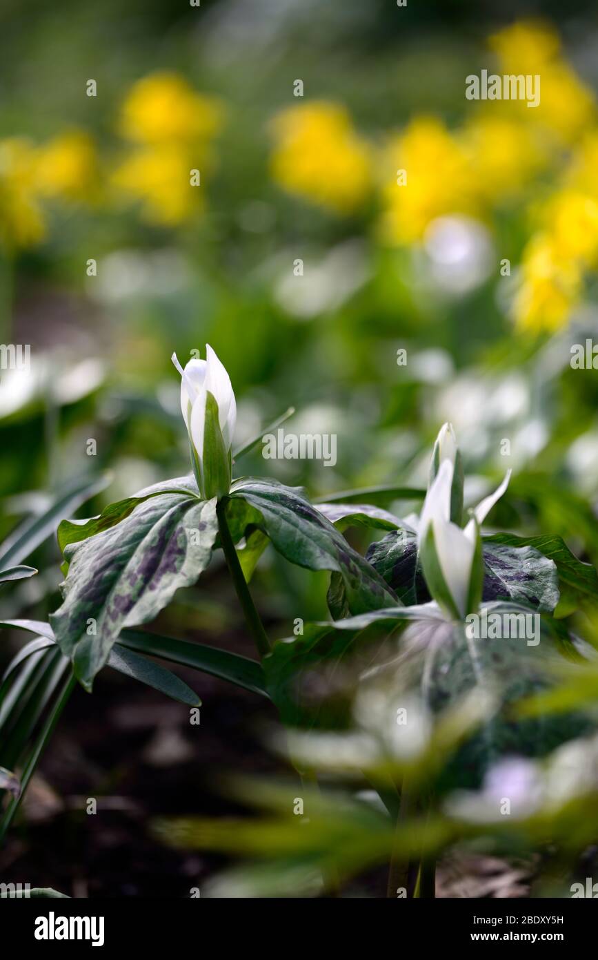 Trillium albidum,fleurs de printemps blanches,fleurs,fleurs,printemps,ombre,ombre,ombre,ombre,bois,bois,boisé, Banque D'Images Trillium albidum,fleurs de printemps blanches,fleurs,fleurs,printemps,ombre,ombre,ombre,ombre,bois,bois,boisé, Banque D'Images