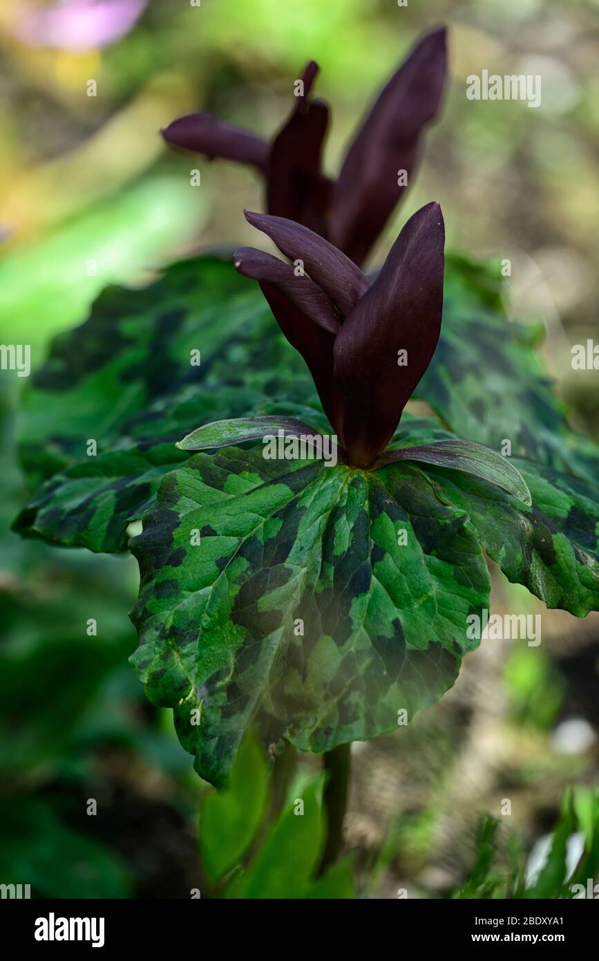 Réseau Trillium kurabayashii, violet, rouge, fleurs, fleurs,printemps,ombre,ombragée,bois ombragé,fleurs,fleurs,printemps,couleur,Fleurs,RM Banque D'Images