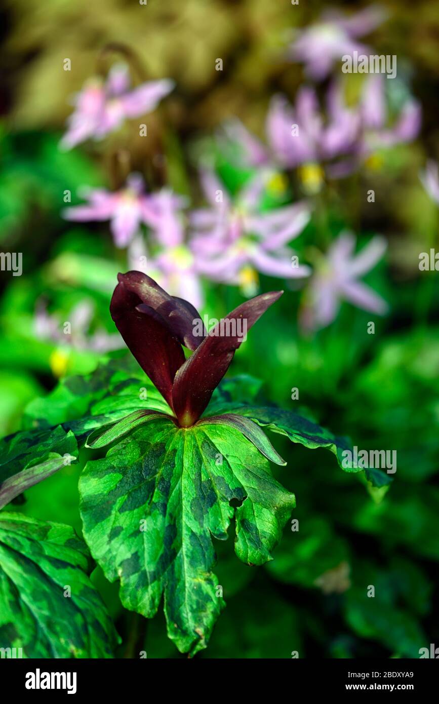 Trillium kurabayashii,violet,rouge,fleur,fleurs,printemps,ombragé,ombragé,bois,forêt,erythronium revolutum knightshayes rose,fon lys,dogstooth,vi Banque D'Images