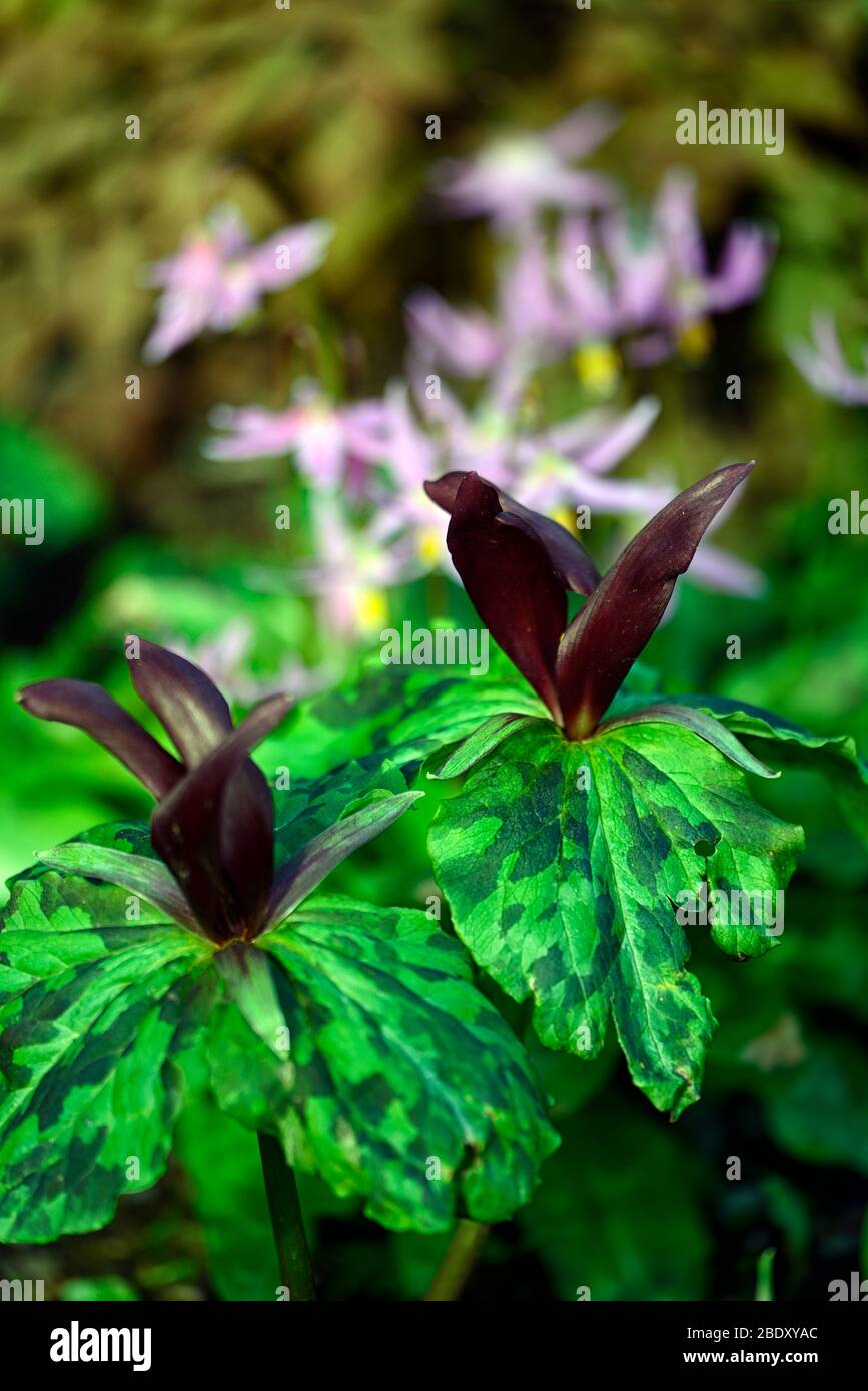 Réseau Trillium kurabayashii, violet, rouge, fleurs, fleurs,printemps,ombre,ombragée,bois ombragé,fleurs,fleurs,printemps,couleur,Fleurs,RM Banque D'Images
