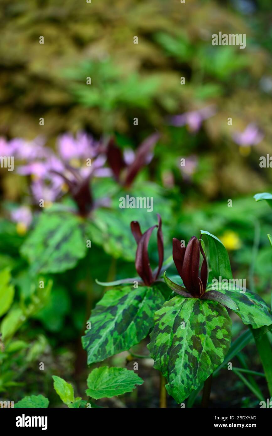 Trillium kurabayashii,violet,rouge,fleur,fleurs,printemps,ombragé,ombragé,bois,forêt,erythronium revolutum knightshayes rose,fon lys,dogstooth,vi Banque D'Images