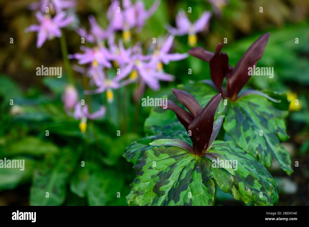 Trillium kurabayashii,violet,rouge,fleur,fleurs,printemps,ombragé,ombragé,bois,forêt,erythronium revolutum knightshayes rose,fon lys,dogstooth,vi Banque D'Images