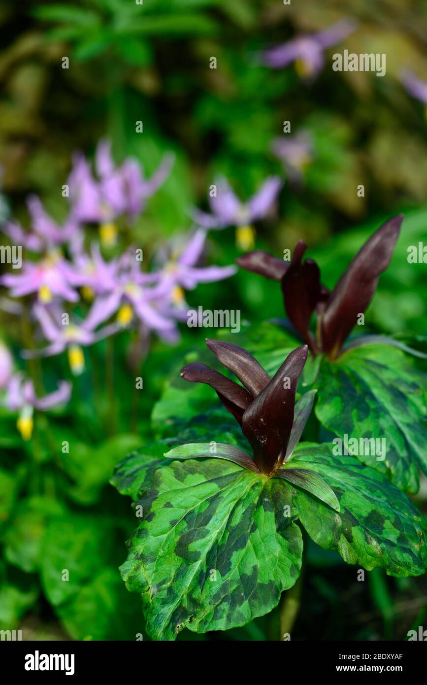 Trillium kurabayashii,violet,rouge,fleur,fleurs,printemps,ombragé,ombragé,bois,forêt,erythronium revolutum knightshayes rose,fon lys,dogstooth,vi Banque D'Images