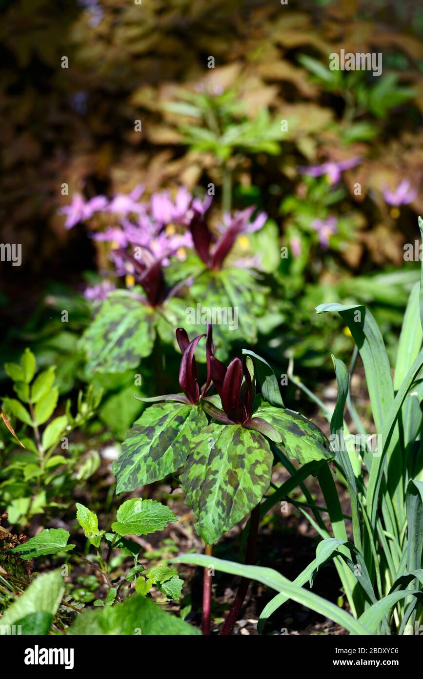 Trillium kurabayashii,violet,rouge,fleur,fleurs,printemps,ombragé,ombragé,bois,forêt,erythronium revolutum knightshayes rose,fon lys,dogstooth,vi Banque D'Images