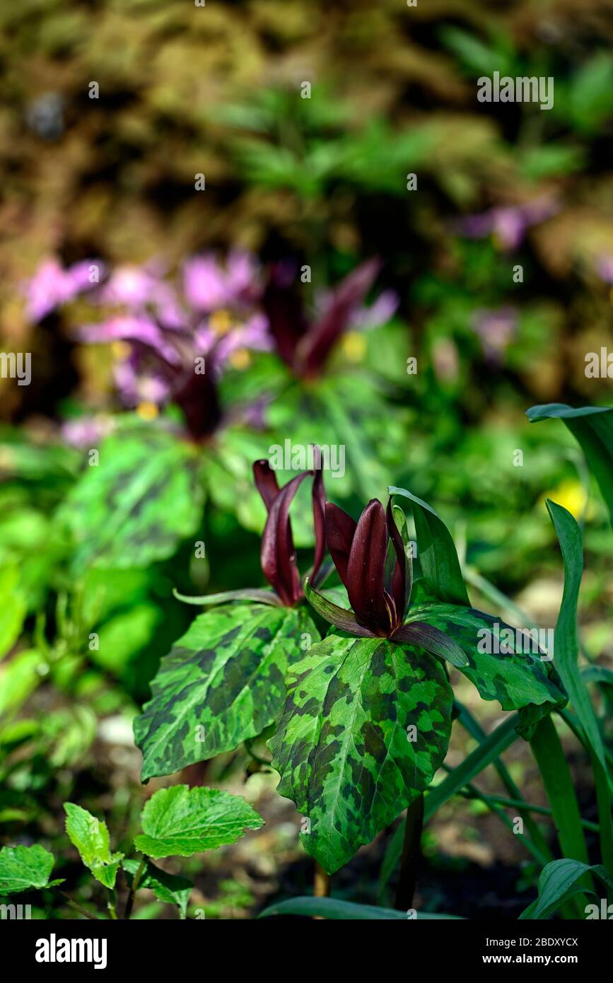 Trillium kurabayashii,violet,rouge,fleur,fleurs,printemps,ombragé,ombragé,bois,forêt,erythronium revolutum knightshayes rose,fon lys,dogstooth,vi Banque D'Images