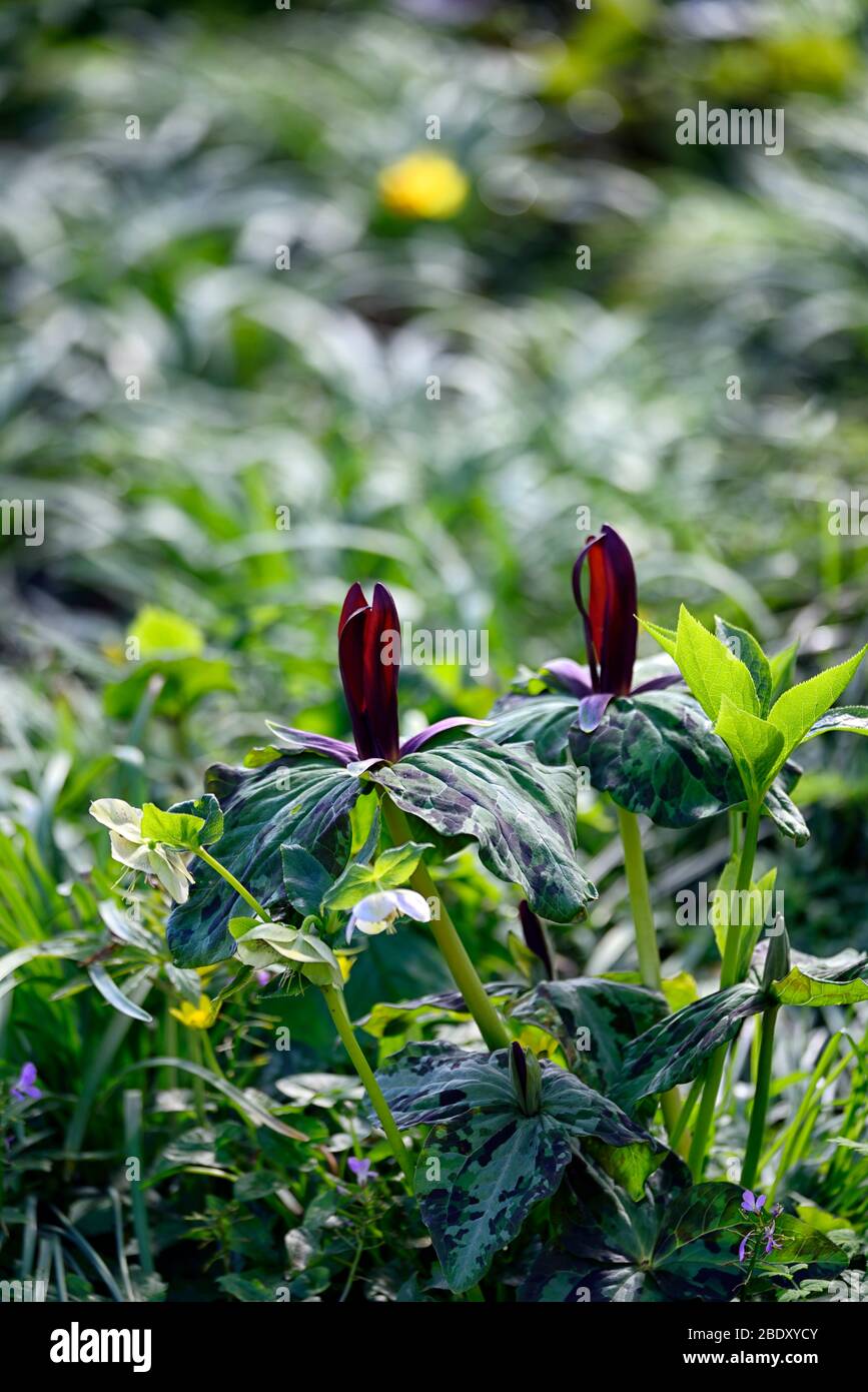 Réseau Trillium kurabayashii, violet, rouge, fleurs, fleurs,printemps,ombre,ombragée,bois ombragé,fleurs,fleurs,printemps,couleur,Fleurs,RM Banque D'Images