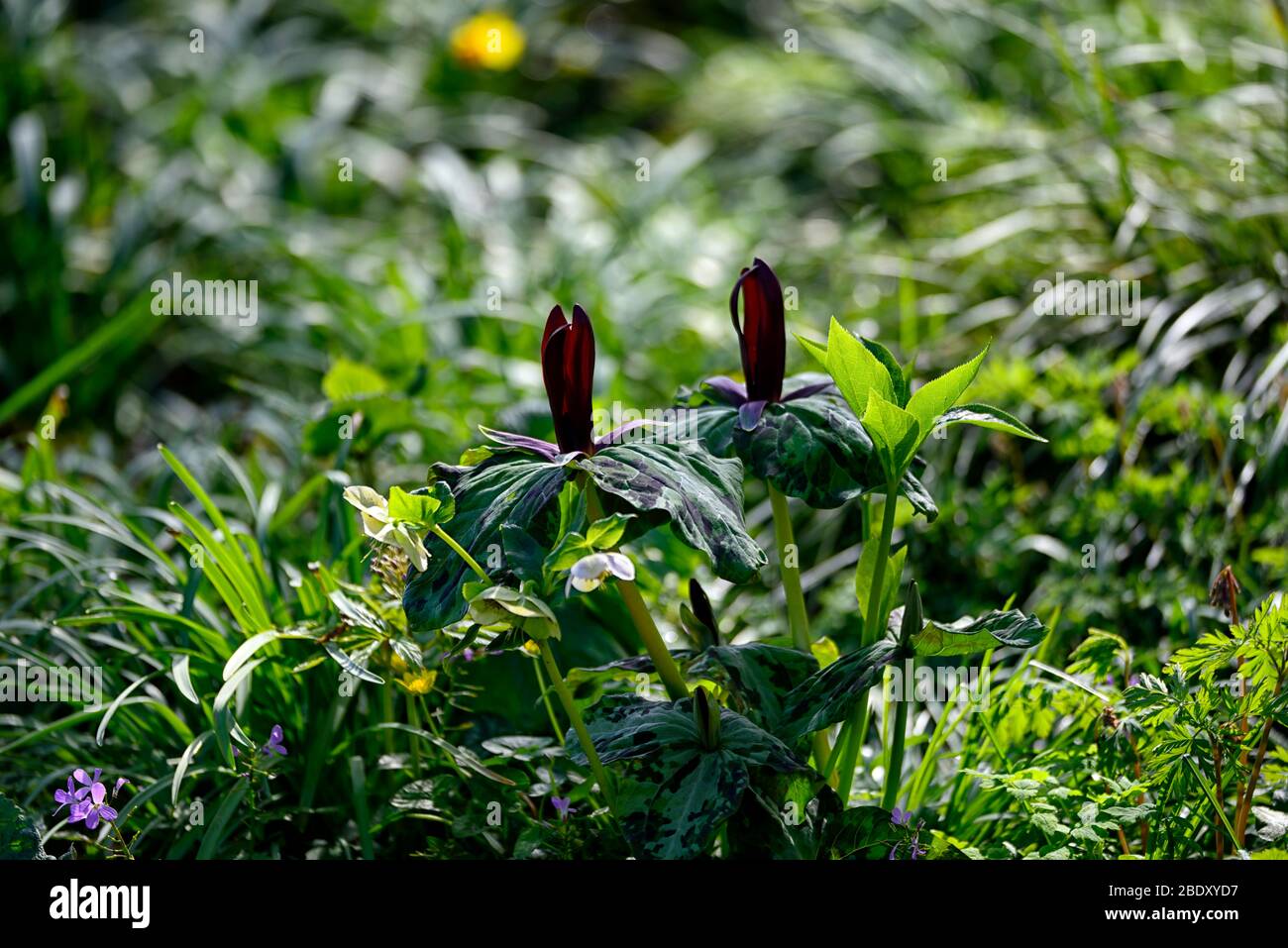 Réseau Trillium kurabayashii, violet, rouge, fleurs, fleurs,printemps,ombre,ombragée,bois ombragé,fleurs,fleurs,printemps,couleur,Fleurs,RM Banque D'Images