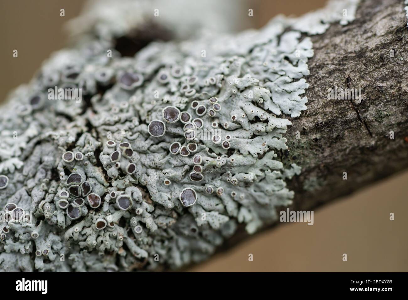 Rosette Lichen sur arbre à Springtime Banque D'Images