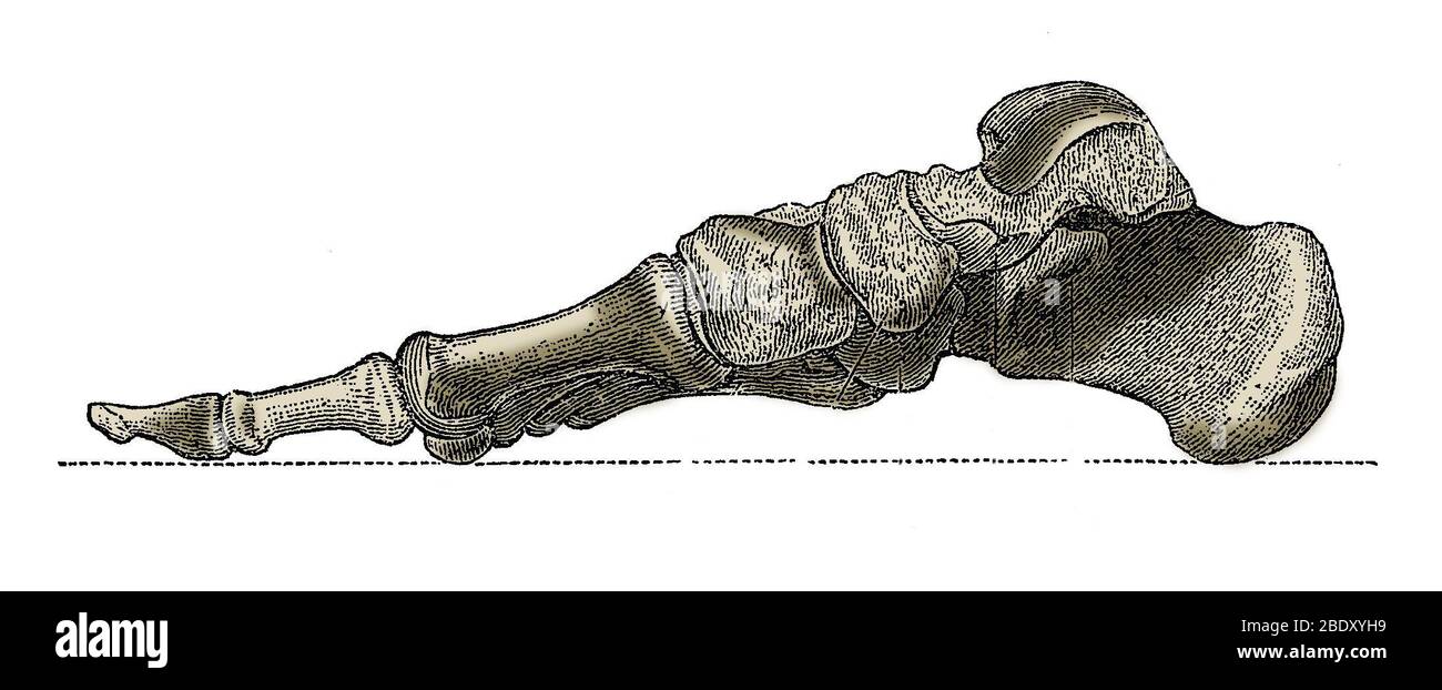 Pied droit Banque D'Images