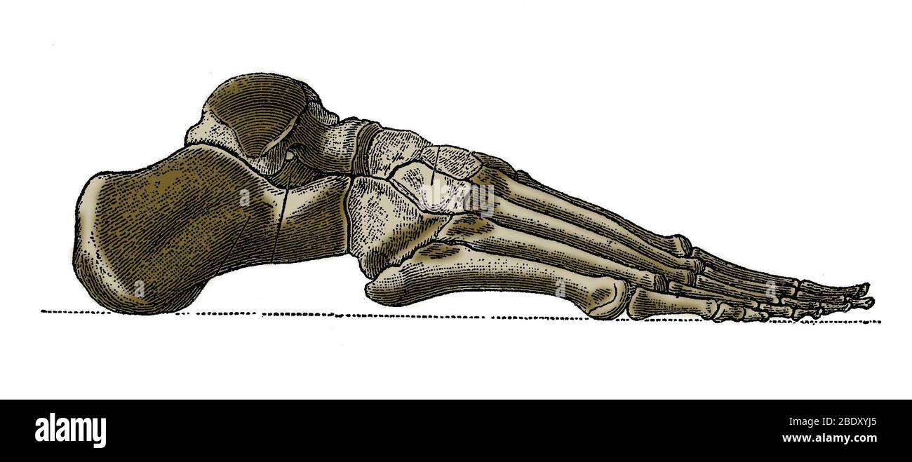 Pied droit Banque D'Images