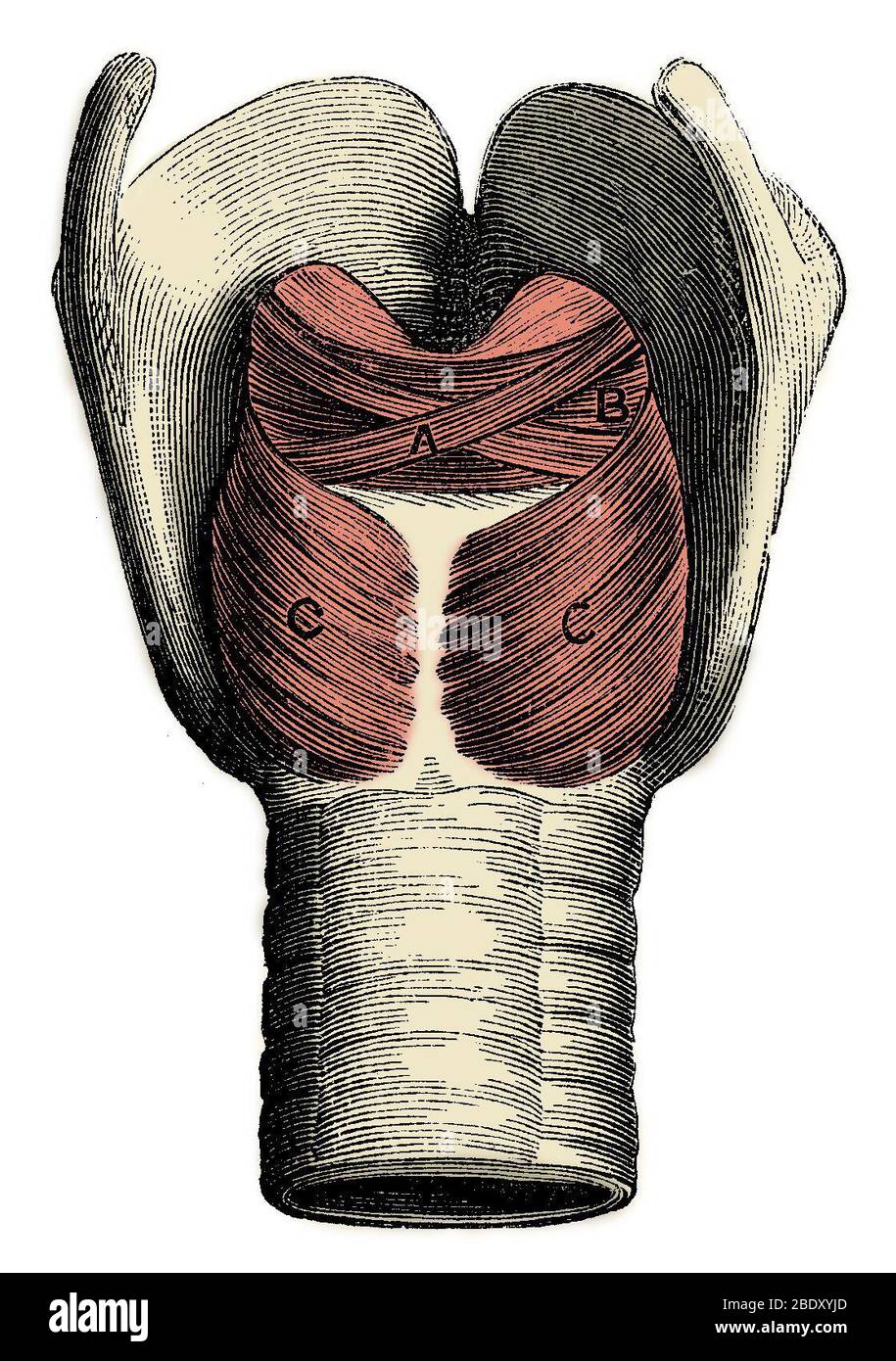 Muscles du larynx Banque D'Images