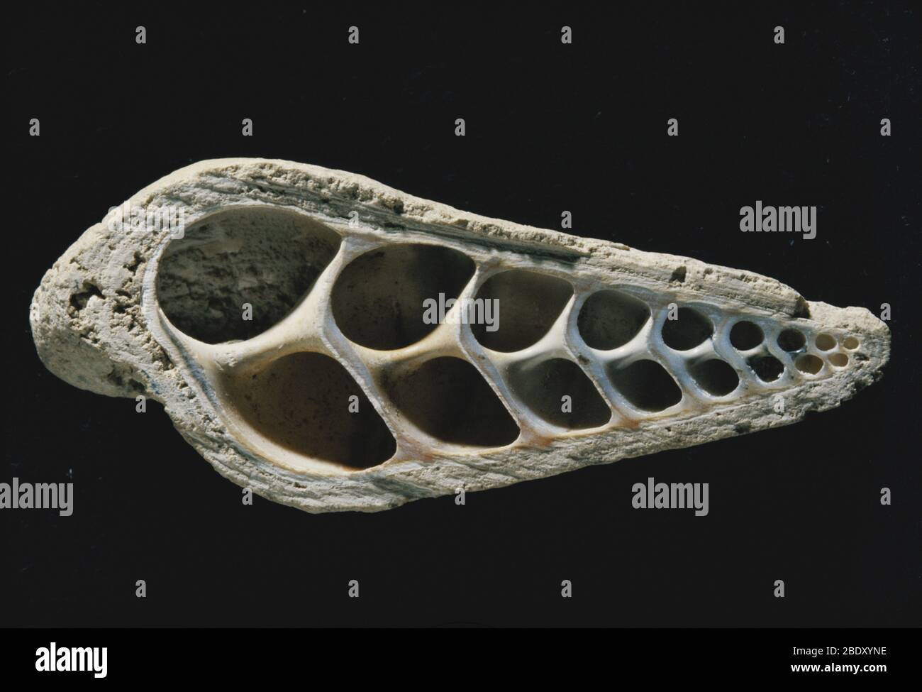 Turitella Fossil Banque D'Images