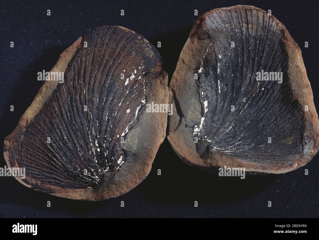 La feuille de la Fern fossile Banque D'Images