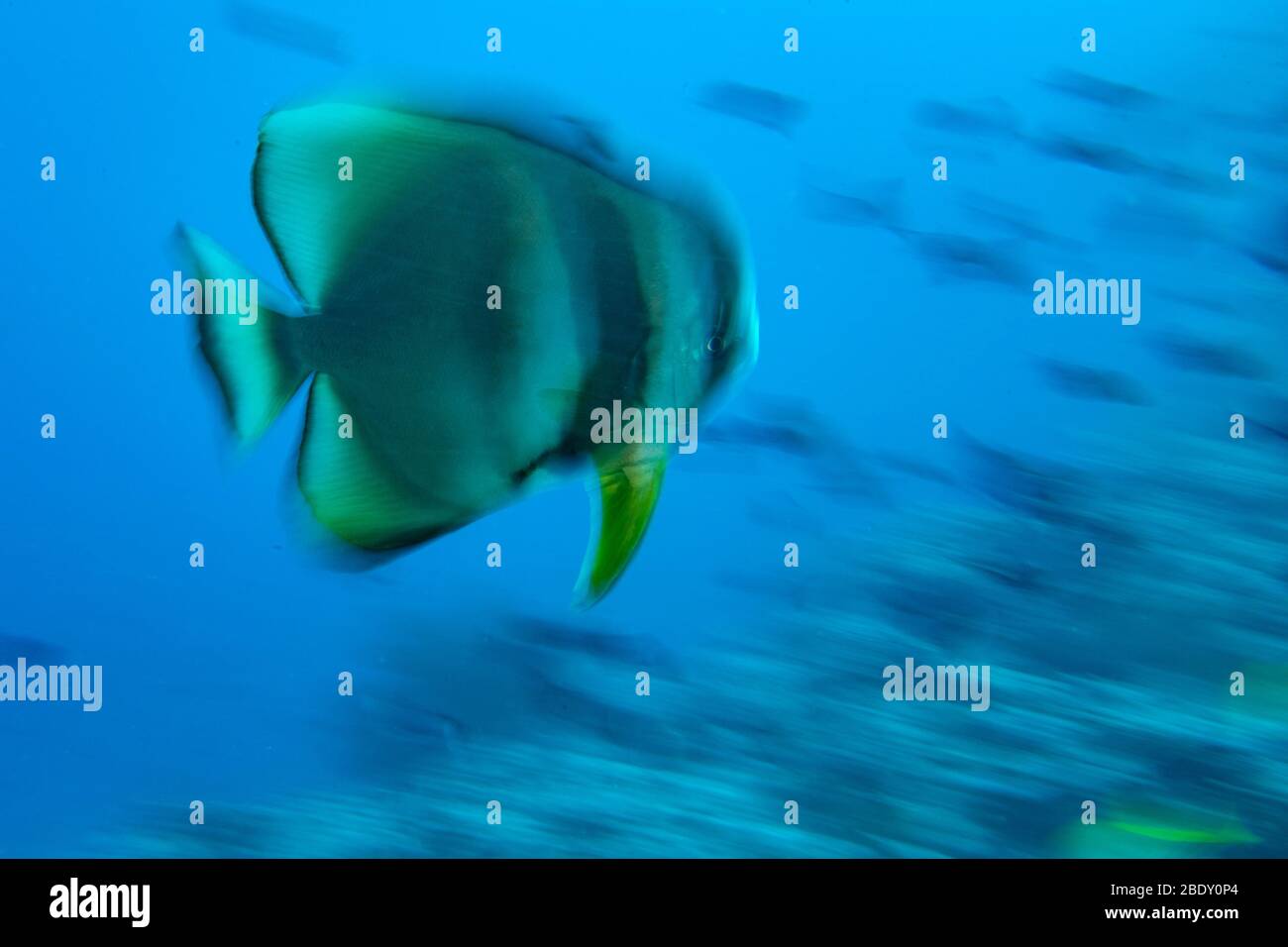 effet twist move sur le portrait de bath fish de platax aux maldives Banque D'Images