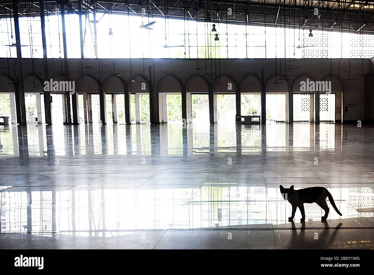 Dhaka 10 avril 2020. Un animal domestique à l'intérieur d'une mosquée nationale vide Baitul Mukarram pendant le maintien au milieu de l'éclosion de coronavirus à Dhaka. Banque D'Images