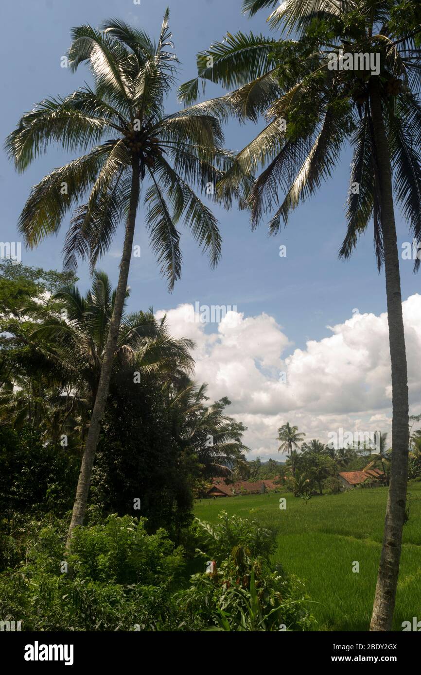 Deux cococotiers et rizières, Java Ouest - Indonésie Banque D'Images