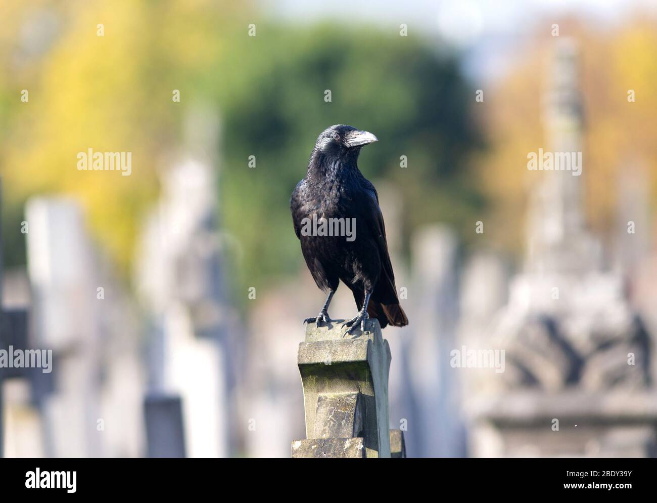 Un grand corbeau se trouve sur un pierre tombale dans le cimetière de Brompton. Le corbeau est du genre Corvus de la famille des Corvidae. Banque D'Images Un grand corbeau se trouve sur un pierre tombale dans le cimetière de Brompton. Le corbeau est du genre Corvus de la famille des Corvidae. Banque D'Images