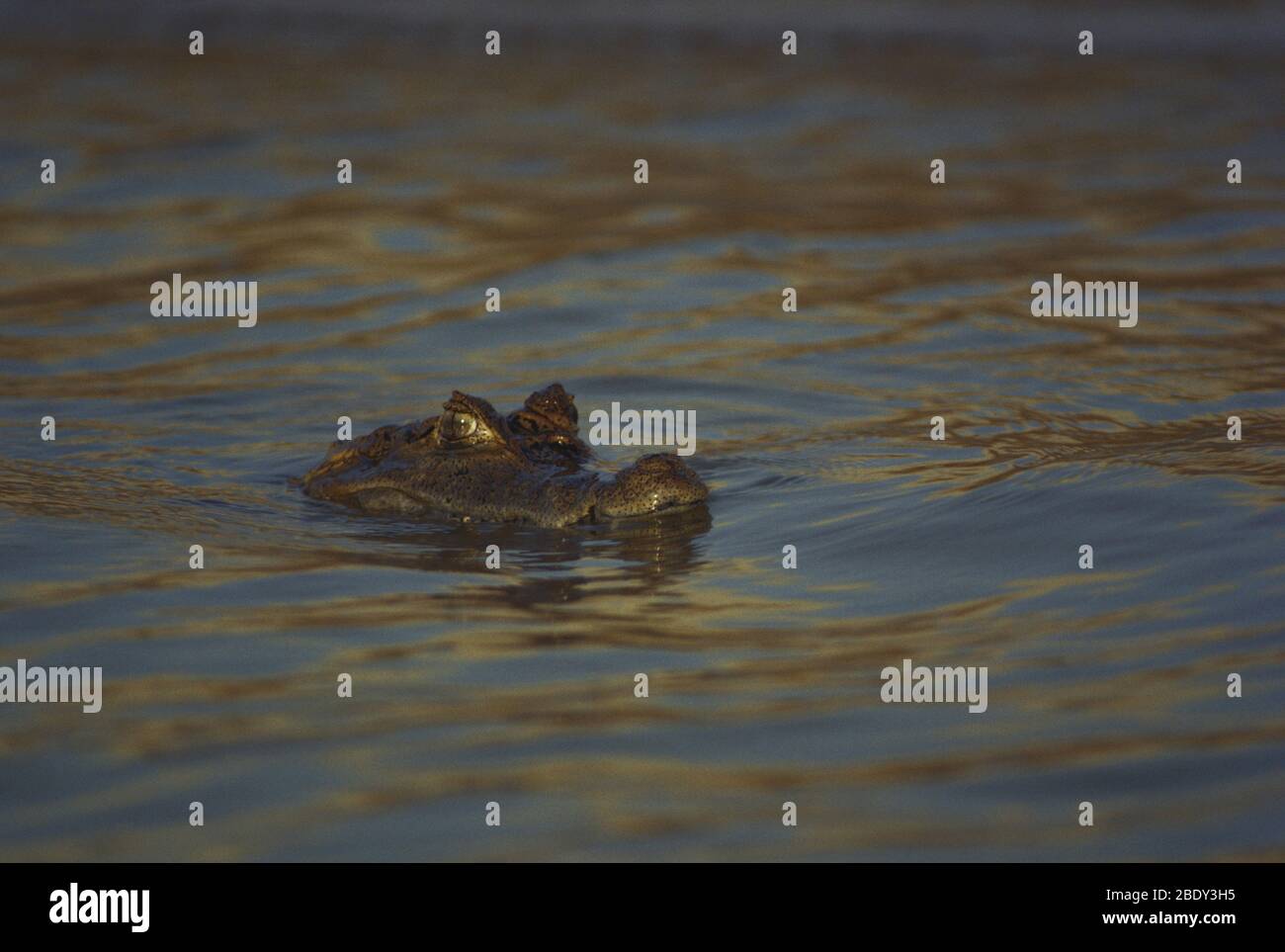 Caïman noir Banque D'Images