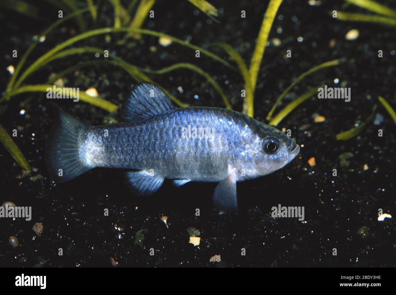 Margosa Puppfish Banque D'Images