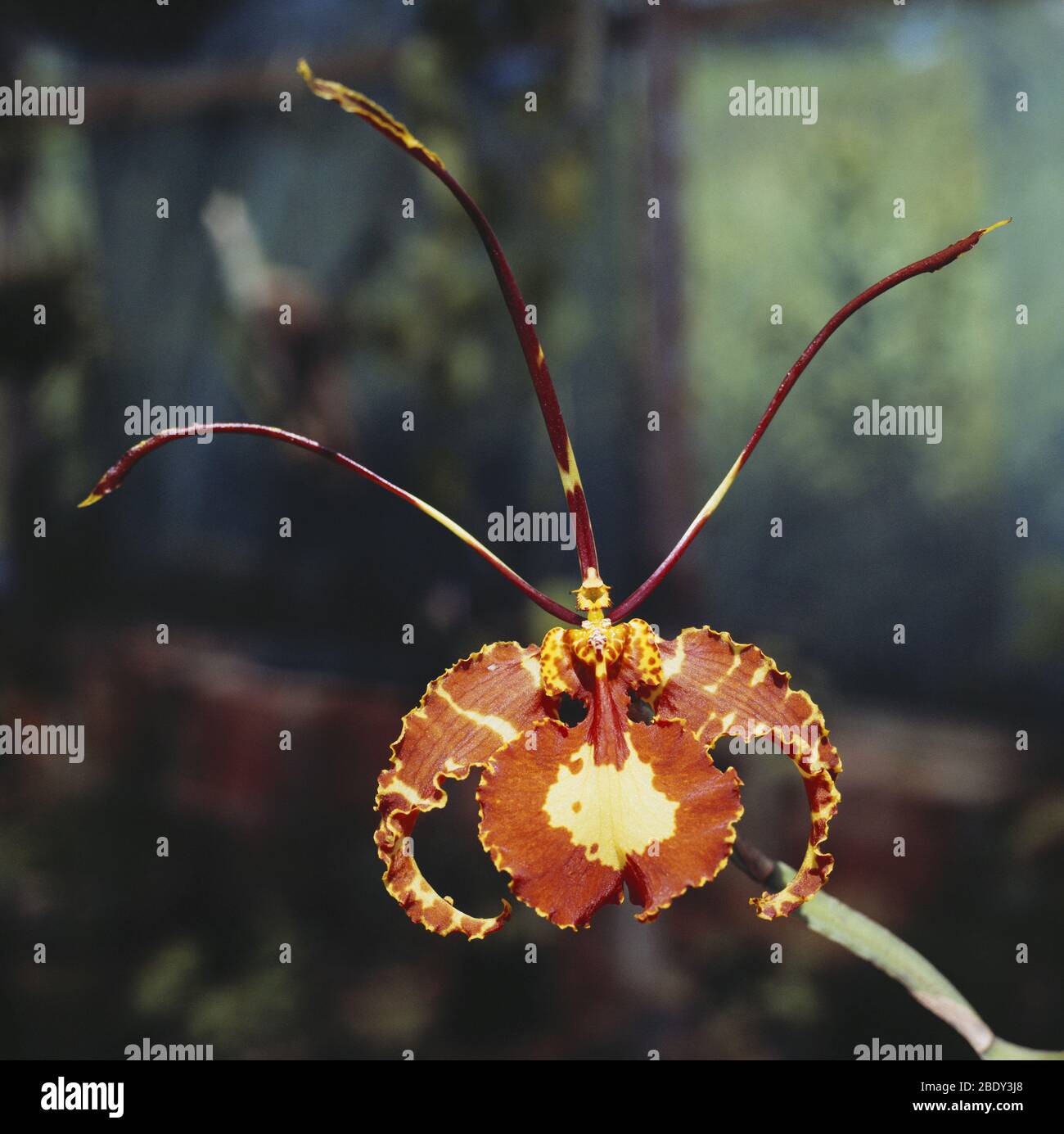 Orchidée papillon Banque D'Images