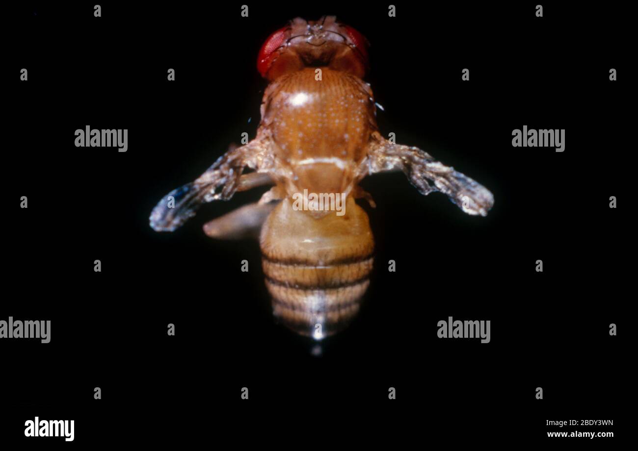 Drosophila avec ailes vestigiales Banque D'Images