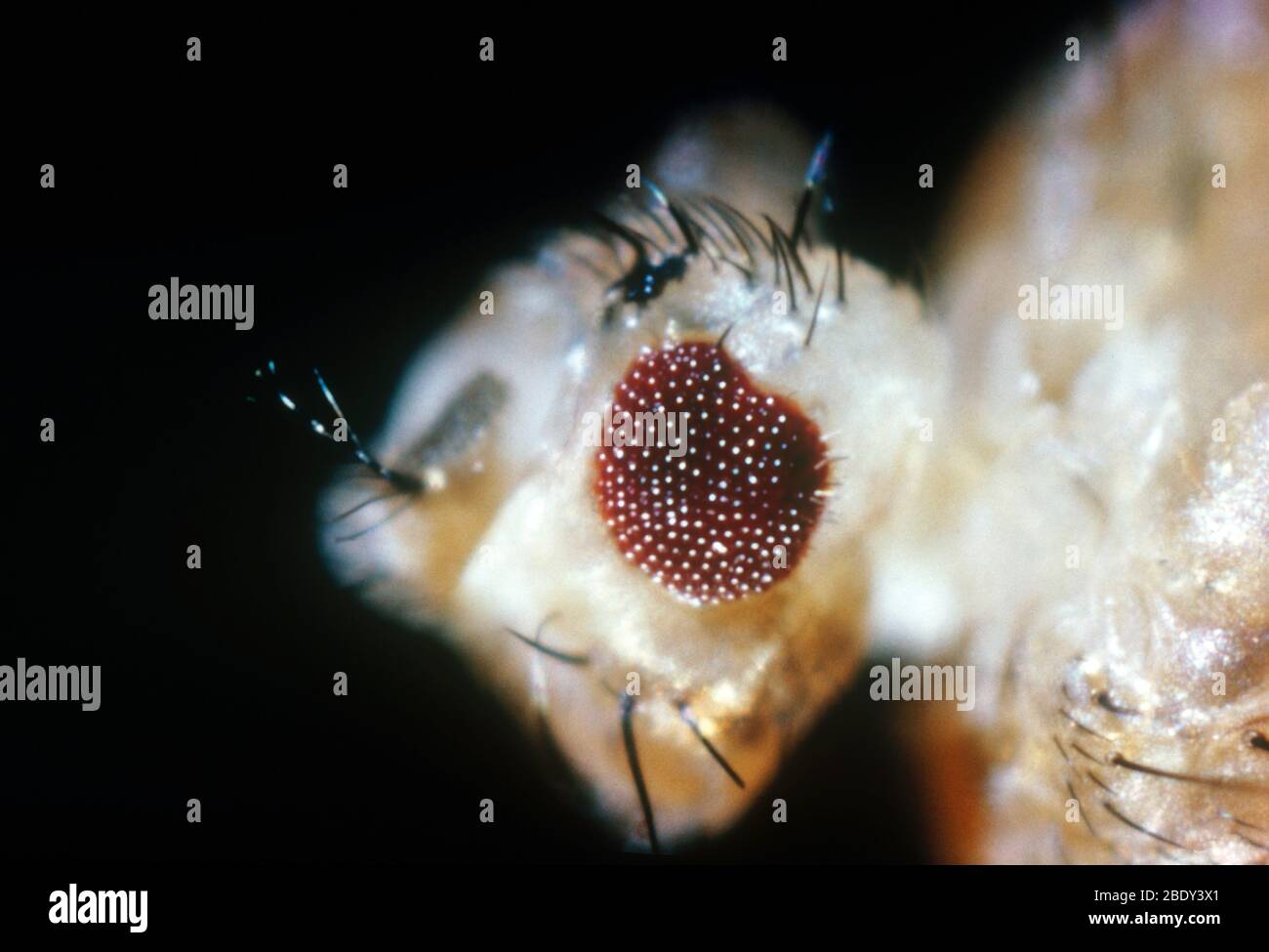 Drosophila, mutation sans yeux Banque D'Images
