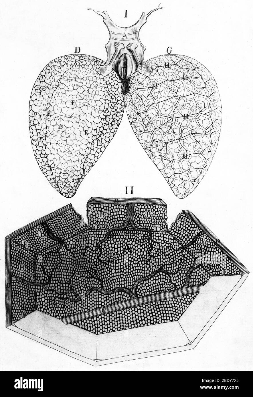Poumons de grenouille, Malpighi, 1661 Banque D'Images